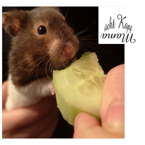 “Alle Lieben Juli” – Ist Ein Hamster Das Richtige Haustier Für Kinder?